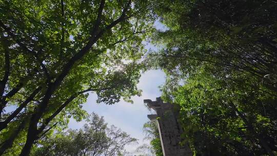 竹林天空