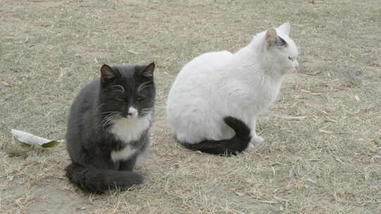 黑猫和白猫在草坪上休息结伴