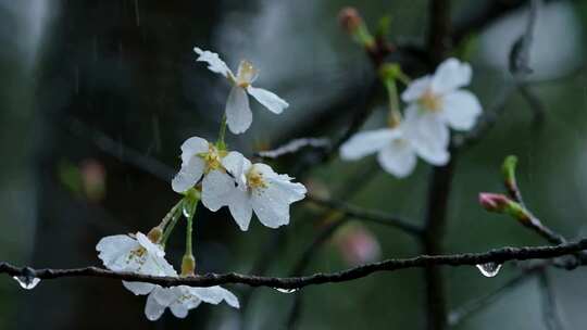 春天雨天雨滴樱花升格空镜