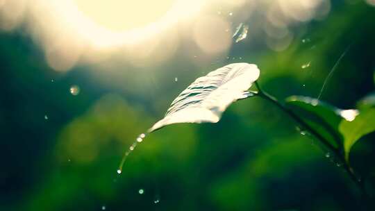 雨林晨光 水珠闪耀 生机梦幻瞬间