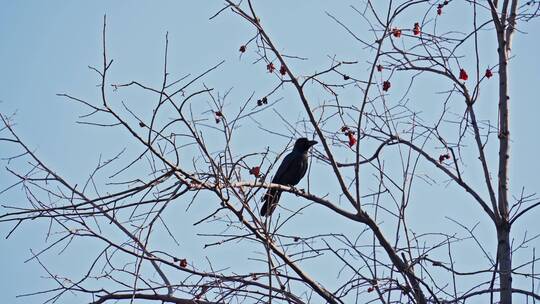 北京四合院胡同冬日树上的小鸟