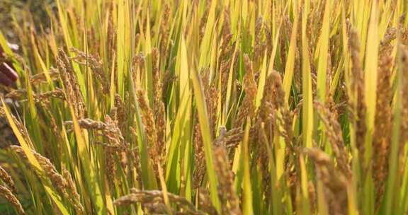 金黄稻田稻穗特写