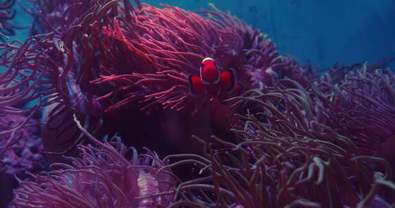 小丑鱼和海葵在海底