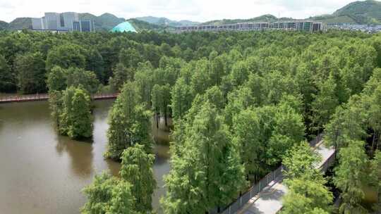 杭州临安青山湖水上森林