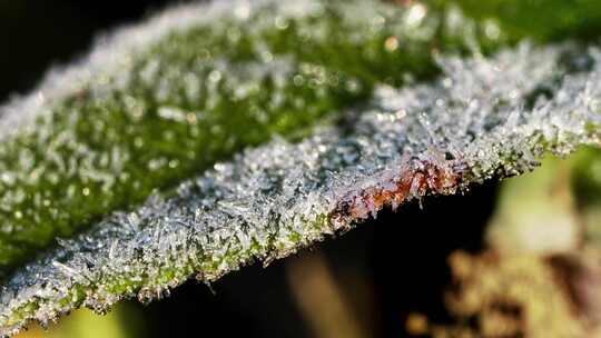 【4K】福建武夷山茶园茶结霜冰雪融化延时