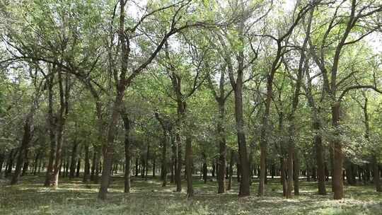 新疆准噶尔老风口小树林
