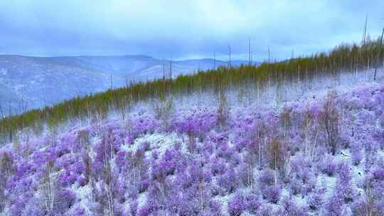 雪中绽放的森林杜鹃花