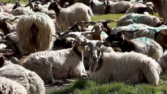 羊群在自然环境中悠闲吃草