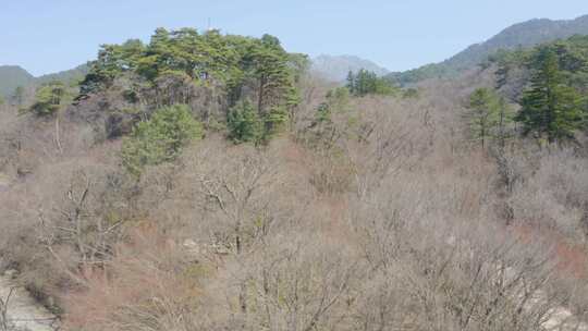 高山空中森林中的寺庙