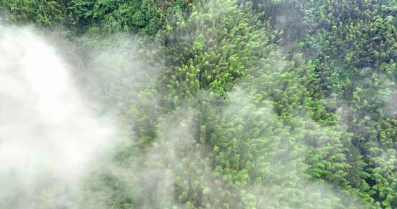 俯拍广西山区竹林竹海竹山云雾缭绕