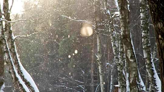 冬天雪花飘飘洒洒落在树林里