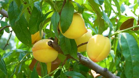 黄桃种植基地果园