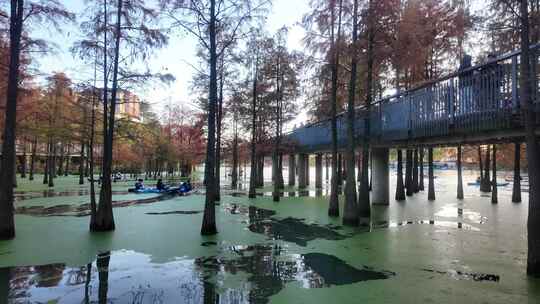 青山湖水上森林