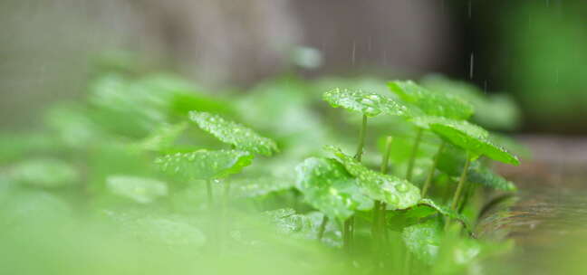 春天 铜钱草 细雨