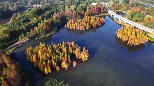 成都白鹭湾湿地公园秋季水杉红叶绿道航拍