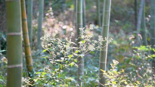 竹林风吹树枝森林树林