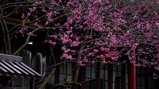 杭州净慈寺古建筑旁盛开的粉色梅花