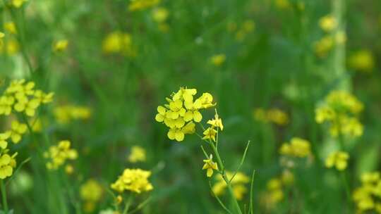 春天盛开的黄色油菜花与采蜜蜜蜂满画幅特写