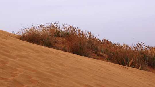 沙漠绿洲中顽强生长的芦苇