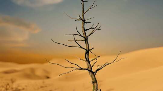 贫瘠沙漠缺水干旱枯萎死亡的树木视频素材模板下载