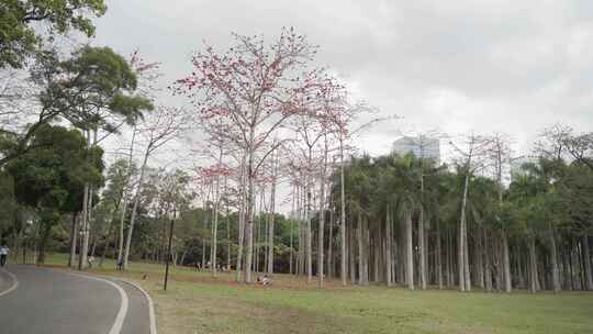 木棉花热情盛开的城市印记
