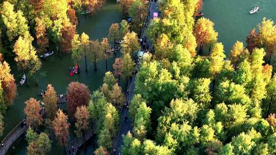 杭州临安青山湖水杉林秋季风光航拍视频素材模板下载
