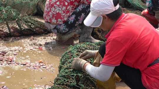 威海双岛湾渔民收获扇贝