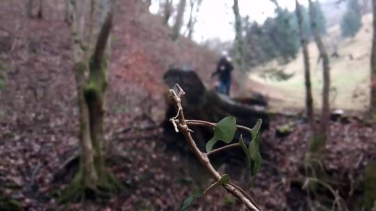 女人带着她的狗从森林跑下山