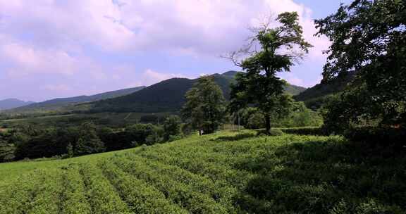 江苏省宜兴阳羡生态茶园茶田 蓝天白云背景