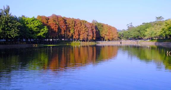 广州麓湖公园落羽衫红叶秋色自然唯美风光