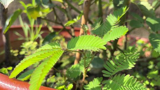 含羞草植物特写镜头