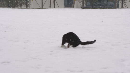 下雪天小猫在雪地玩雪玩耍