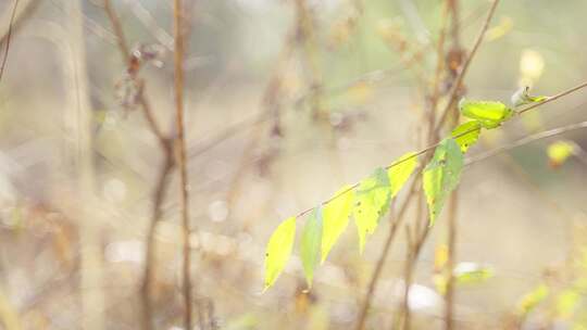 秋风吹动的叶子4K50帧实拍