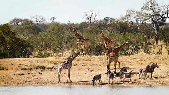 南非克鲁格国家公园的长颈鹿和平原斑马视频素材模板下载