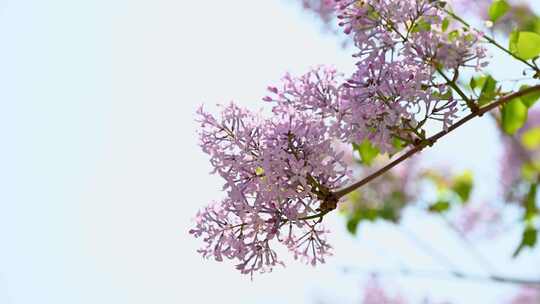 春天阳光下盛开的粉色紫丁香花朵花簇