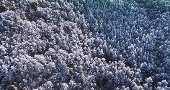 青岛崂山雪景崂山雾凇