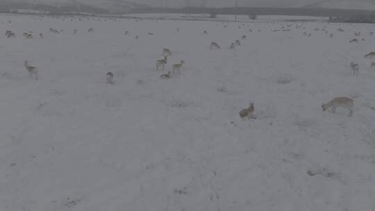 冬天雪地里来了野生黄羊