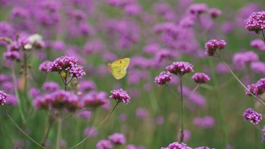 一只黄色的蝴蝶在紫色的马鞭草花海里飞舞