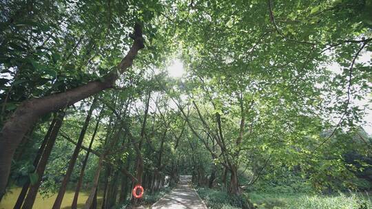 阳光透过树叶照在林间小路视频素材视频素材模板下载