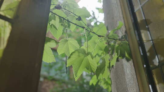 植物藤蔓空镜