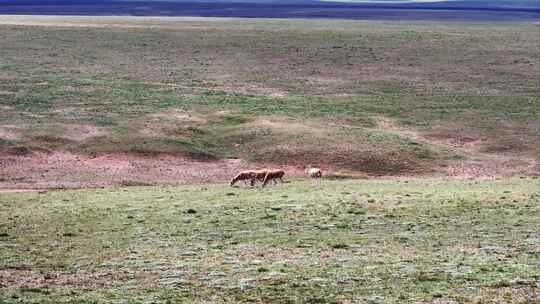青海可可西里藏羚羊野生动物实拍航拍视频视频素材模板下载