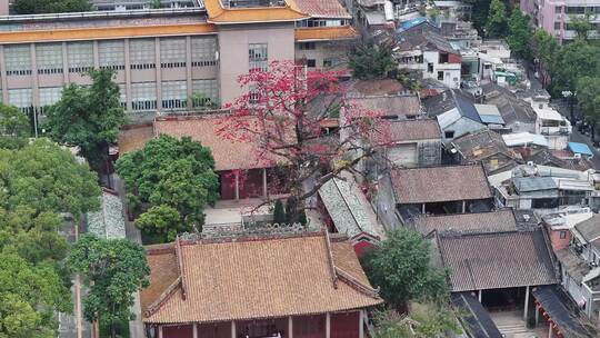 中国广东省广州市越秀区农讲所木棉花视频素材模板下载