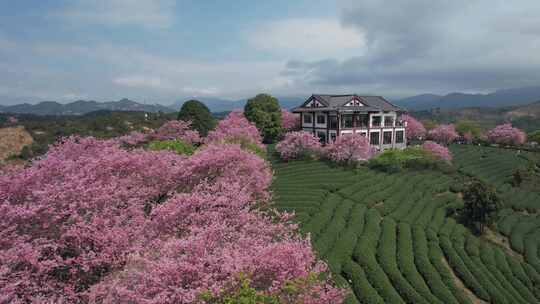 台品樱花茶园