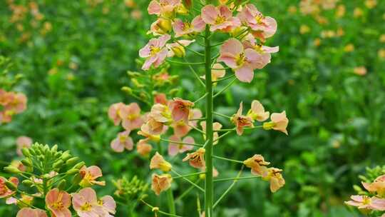 油菜花春天油菜花海油菜花田菜花花海