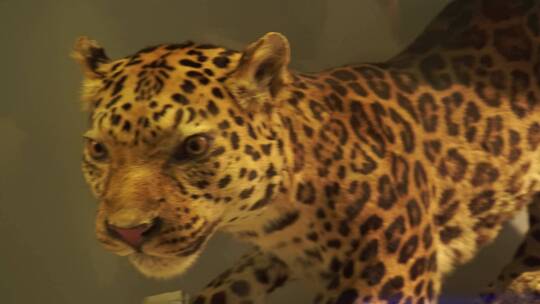 花豹黑豹金钱豹雪豹包子标本模型视频素材模板下载