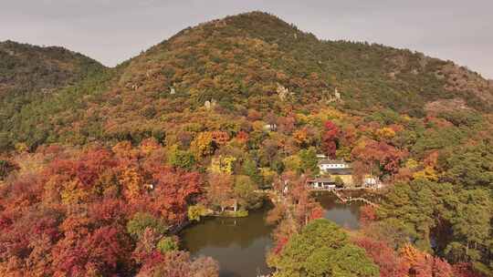 苏州天平山枫叶红了视频素材模板下载