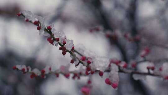 冰雪红梅雪中梅花07