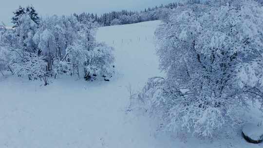 乡下有雪毯子的灌木。特写镜头