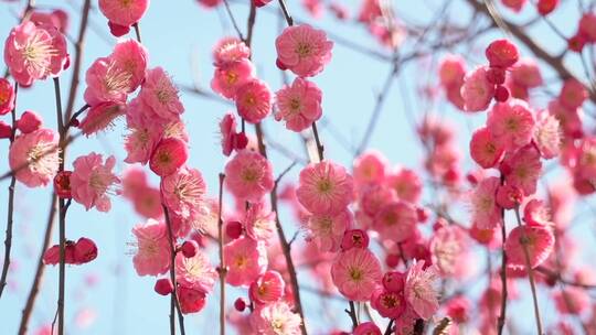 春季红色梅花景观