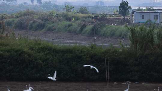 池塘、湿地里的大群白鹭